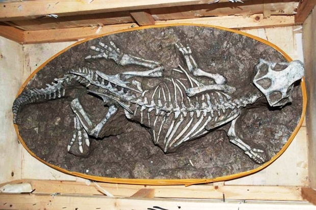 Kostra dinosaura nalezená pod schody.