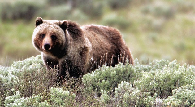V okolí místa ataku byly umístěny pasti na medvědy. Pokud by se do některé z nich chytil útočící grizzly, bude uspán smrtící injekcí. V okolí místa ataku byly umístěny pasti na medvědy. Pokud by se do některé z nich chytil útočící grizzly, bude uspán smrtící injekcí.