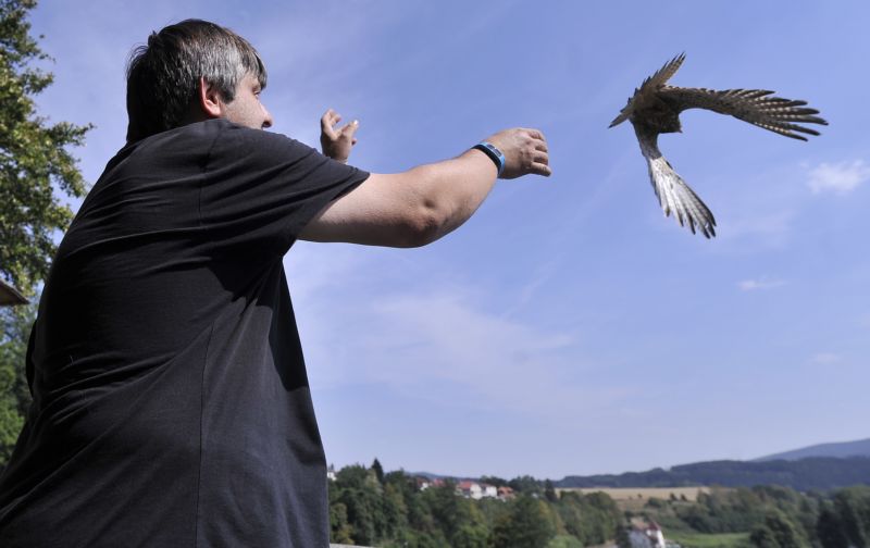 Ochránci vypustili celkem 14 mláďat poštolek.
