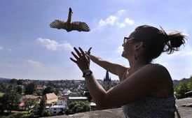 Mladé poštolky ochránci přírody sami krmí nebo je svěřují do péče náhradním rodičům.