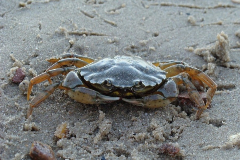 Invazní krab pobřežní.