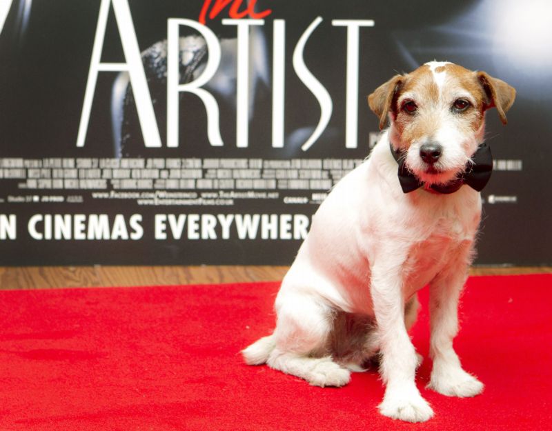 Uggie má dokonce obtisknuté tlapky na hollywoodském chodníku slávy.