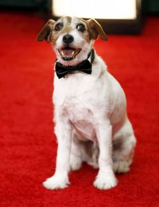 V roce 2012 odešel Uggie do filmového důchodu.