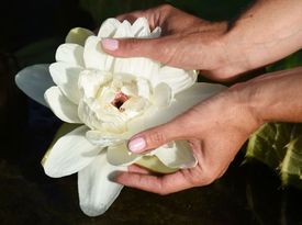První letošní květ tropické vodní rostliny viktorie cruzianovy z olomouckého skleníku Flora.