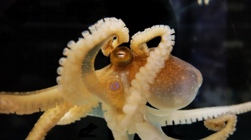 Chobotnice Octopus bimaculoides.