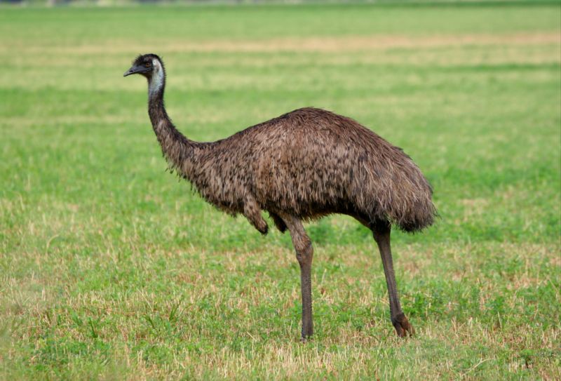 Britská policie vydala příkaz k zadržení emu i s fotografií stíhaného opeřence (ilustrační foto.).