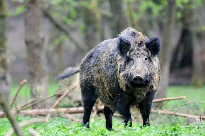 Divočáků je na Apeninském poloostrově už přes milion. Divočáků je na Apeninském poloostrově už přes milion.