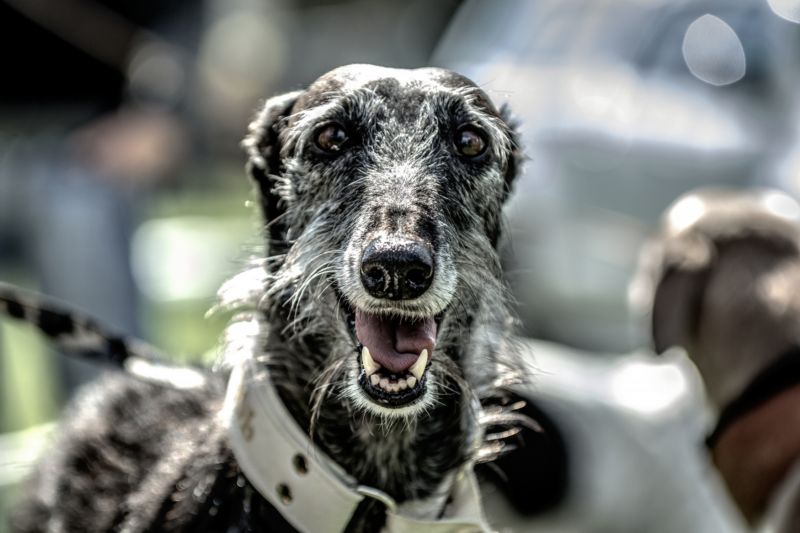 Chrt galgo. Chrt galgo.