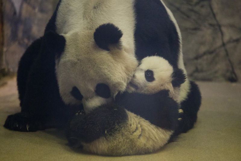 Zkušená pandí máma Mei Xiang s mládětem Bao Bao. Zkušená pandí máma Mei Xiang s mládětem Bao Bao.