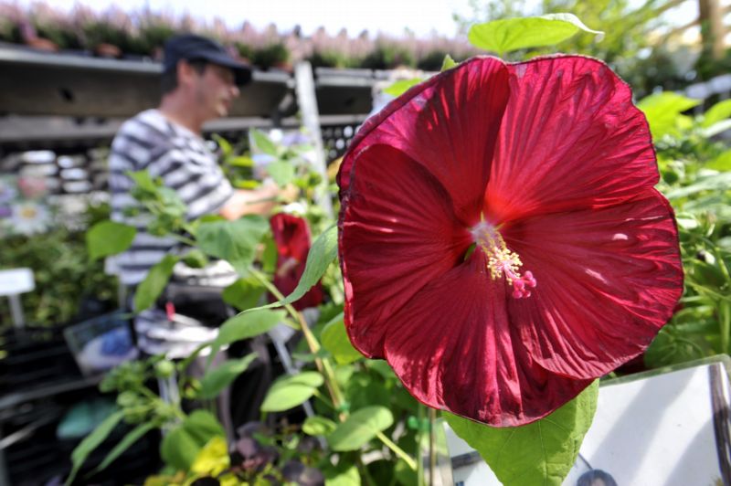 Letošní prodejní výstava Floria nese podtitul Zahrada plná hudby.