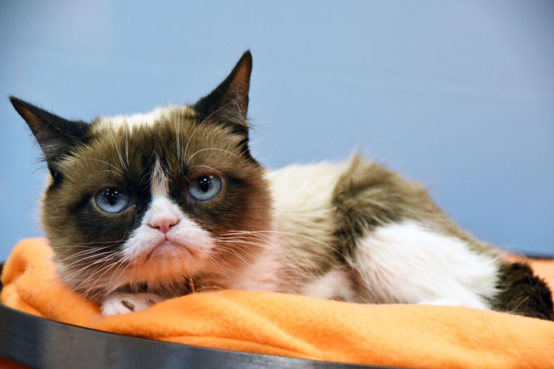 Kočka jménem Grumpy a její typický a slavný výraz.