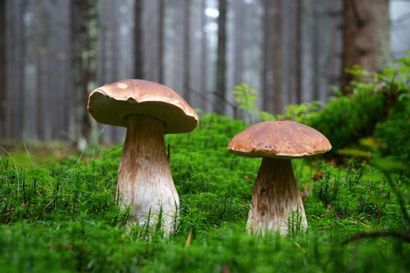 Houbaři již výjimečně narazili i na hřiby (ilustrační foto). Houbaři již výjimečně narazili i na hřiby (ilustrační foto).