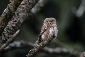 Kulíšci žijí v jehličnatých lesech, v Česku vyskytují na Šumavě či v Beskydech.