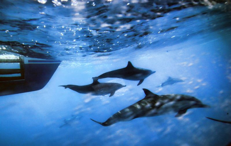 Sonar znemožňuje mořským savcům kominukaci a narušuje jejich příjem potravy. Sonar znemožňuje mořským savcům kominukaci a narušuje jejich příjem potravy.
