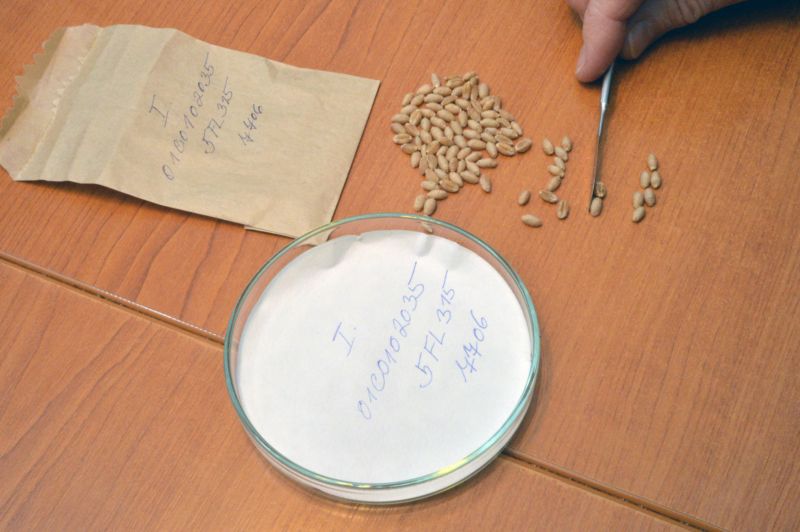 ČR zaslala do genové banky například pšenici, oves, žito či několik druhů travin a zeleniny. ČR zaslala do genové banky například pšenici, oves, žito či několik druhů travin a zeleniny.