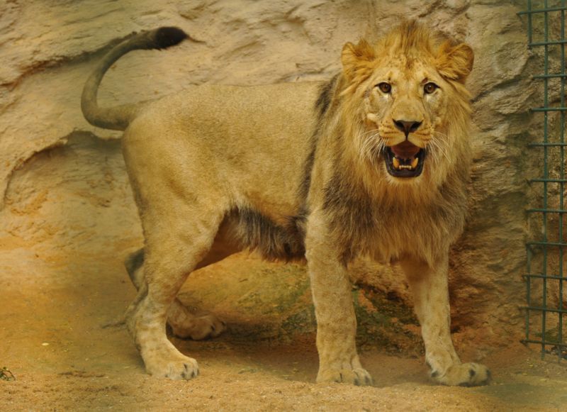 Pětiletý samec Matýsek z plzeňské zoo. Pětiletý samec Matýsek z plzeňské zoo.