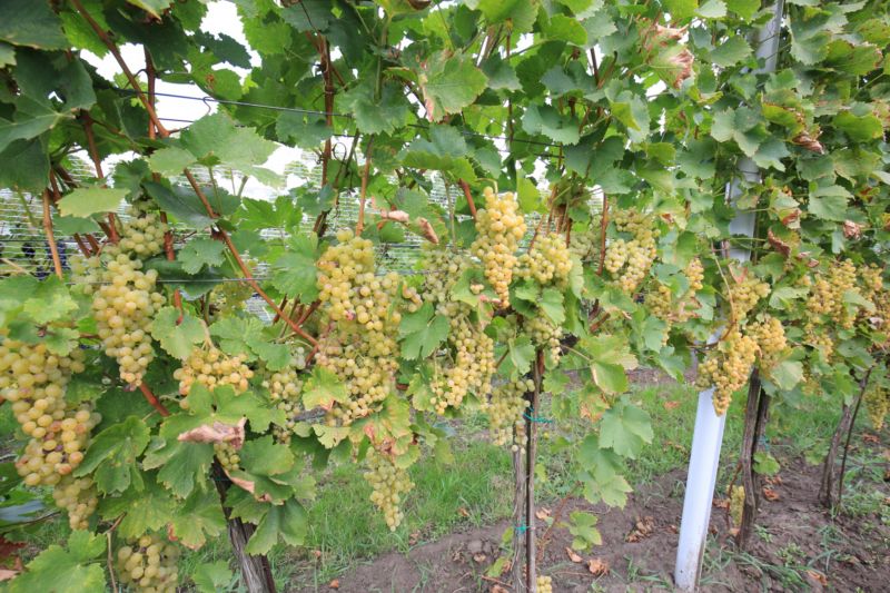 Vinaři při letošní vysoké úrodě hroznů se sběrem příliš nespěchají a čekají na zvýšení cukernatosti.