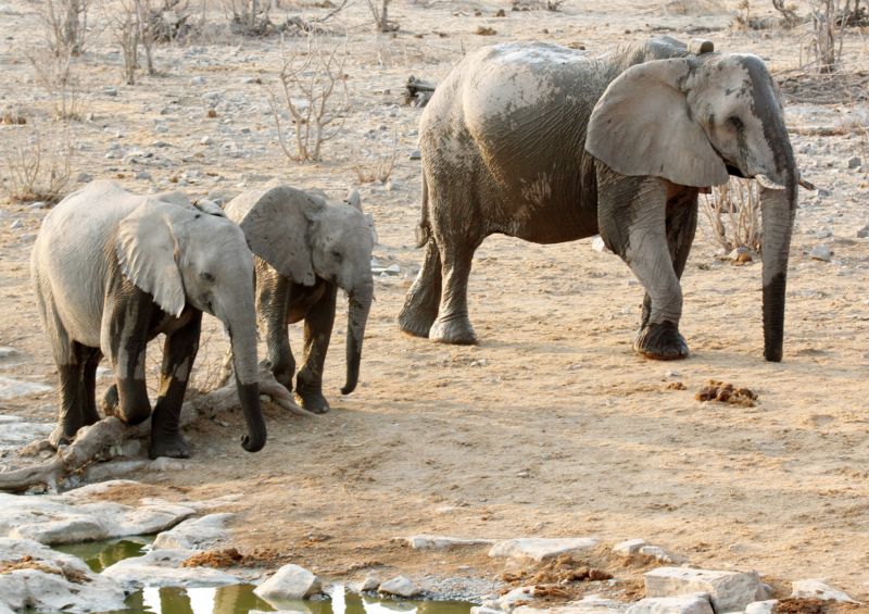 Slon africký je největší suchozemský savec, jde však o kriticky ohrožený druh.