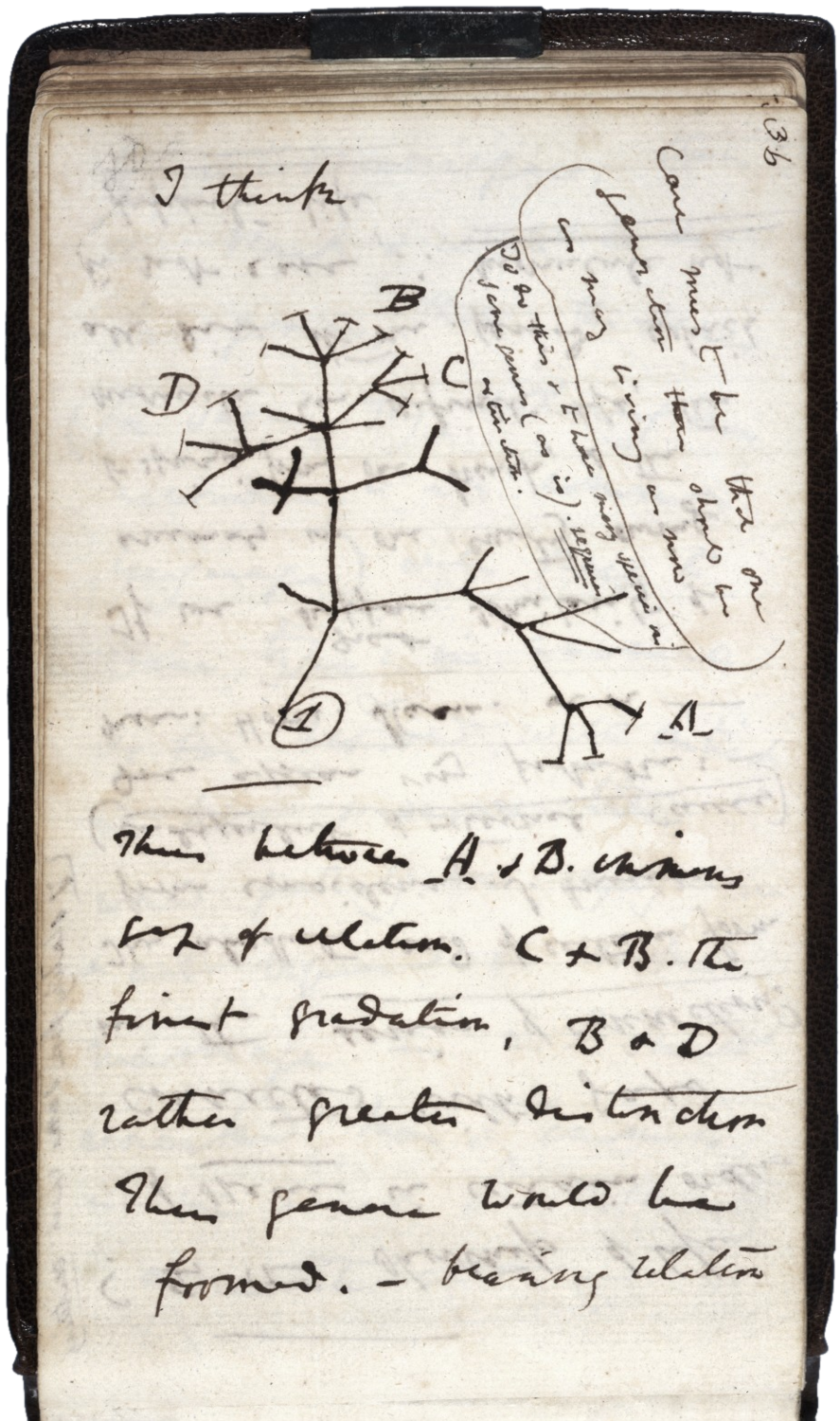 Náčrtek ze zápisníku Charlese Darwina.