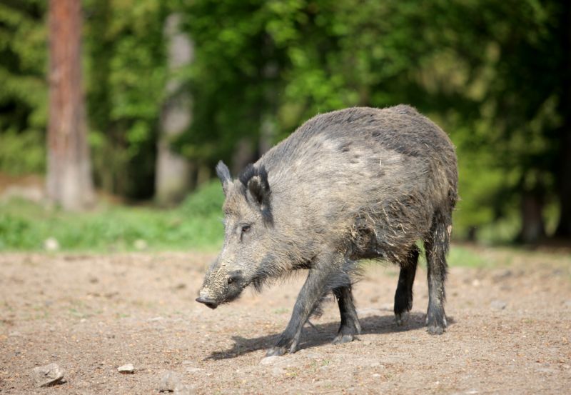 Divoká prasata škodí zemědělcům, kterým devastují úrodu.