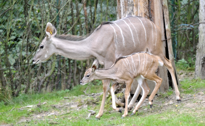 Zlínská zoologická zahrada představila mládě antilopy kudu velkého.