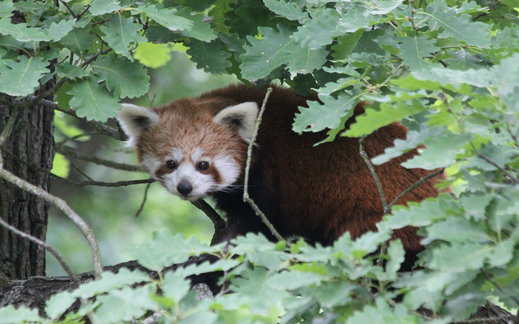 Brněnská ZOO nedávno otevírala expozici pro Pandy červené.