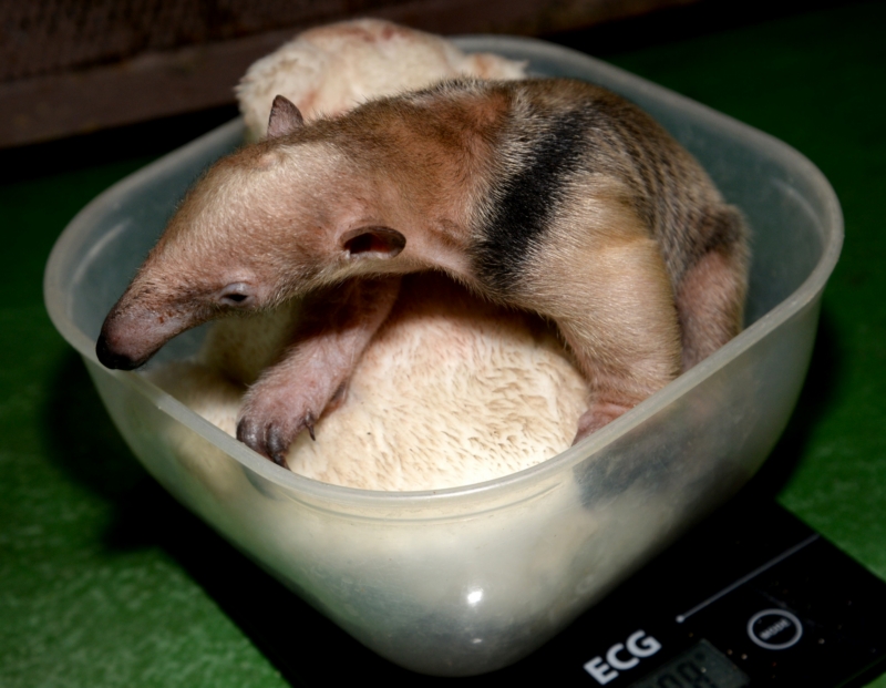 Polský mravenečník čtyřprstý, který loni na podzim přicestoval do Zoologické zahrady na Svatém Kopečku u Olomouce s důležitým posláním zplodit potomka, svůj úkol zdárně splnil. Jeho partnerka Tara 7. září porodila zdravou samičku (na snímku). 