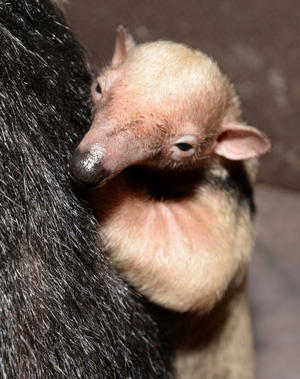 Svatokopecké zoo se jako jediné v Česku a na Slovensku daří mravenečníka čtyřprstého rozmnožovat.