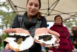 Na Exotic Food Festivalu mohou zájemci ochutnat i hmyz (ilustrační foto).