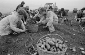 Státní statek Votice (1980).