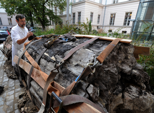 Zkamenělý kmen stromu o průměru přes 130 cm přivezli geologové z mosteckého dolu Vršany do Muzea města Ústí nad Labem. 