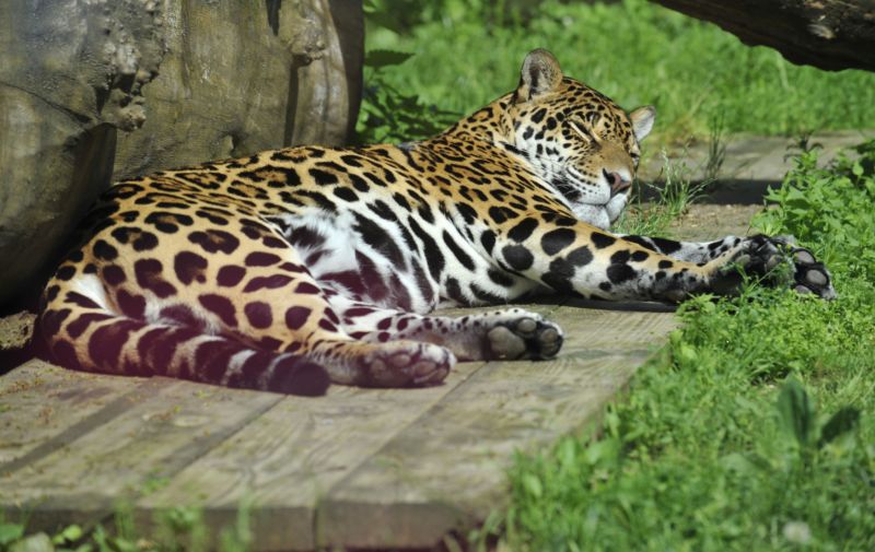 Podle ošetřovatelů je zapůjčený jaguár příliš líný a nenažraný (ilustrační foto). Podle ošetřovatelů je zapůjčený jaguár příliš líný a nenažraný (ilustrační foto).