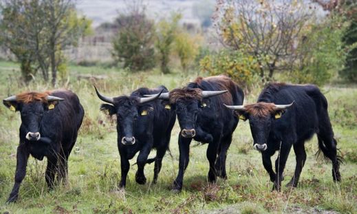 Doposud se zpětně vyšlechtění pratuři objevili v Holandsku a v jižní Evropě.