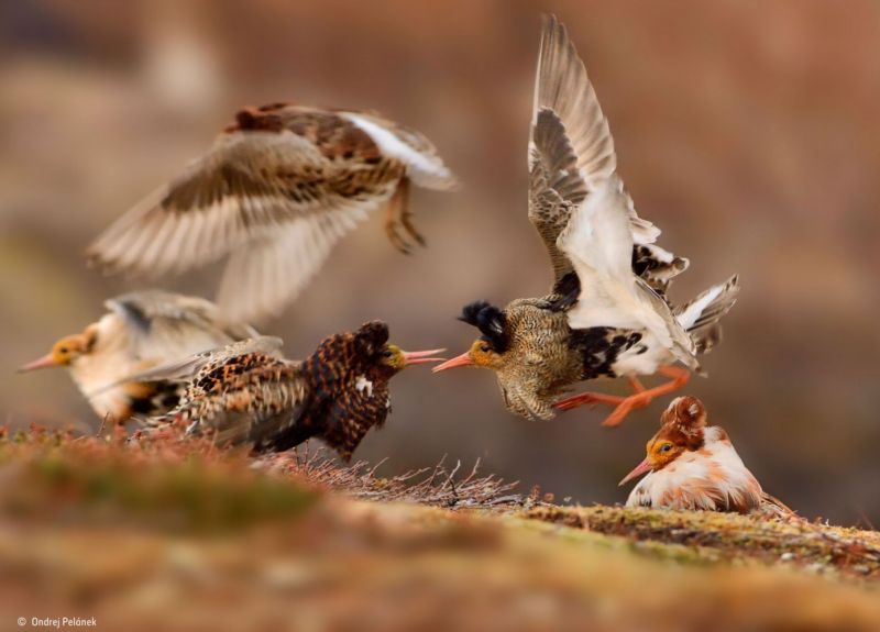 Vítězná fotografie Ondřeje Pelánka.