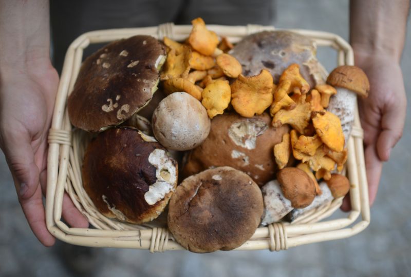 Podle mykologa bude dost hub ještě dva měsíce. Podle mykologa bude dost hub ještě dva měsíce.