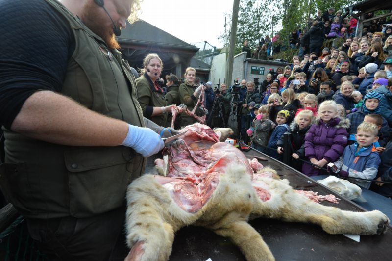 Stovky návštěvníků přihlížely, jak biologové šelmu postupně rozřezávali.