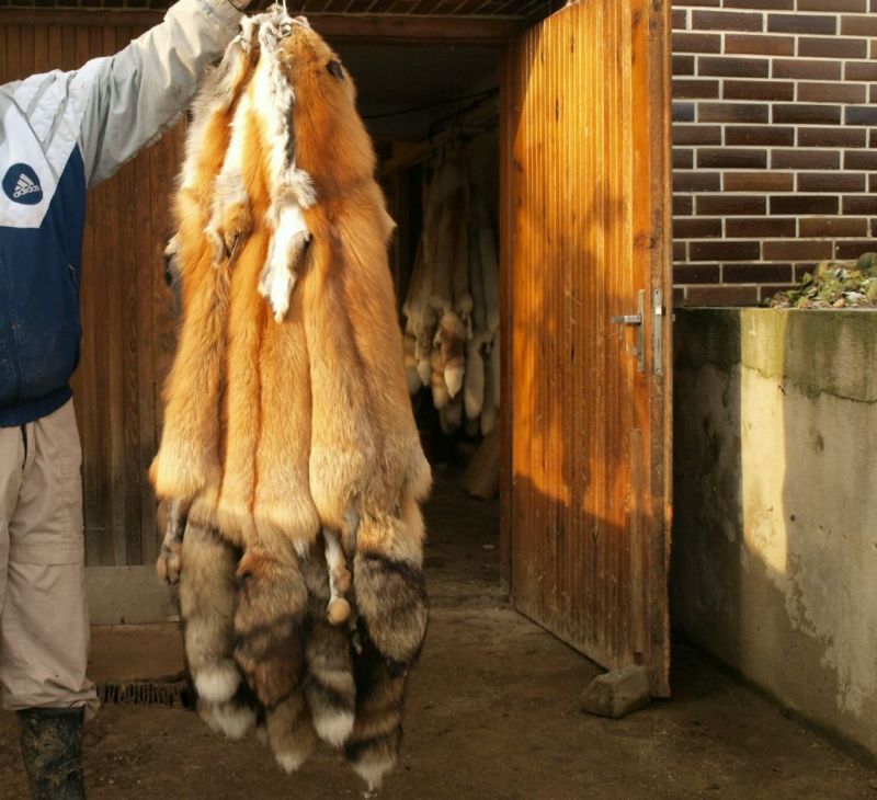 O problematice kožešinových farem rozhodne zemědělský výbor na listopadovém jednání.