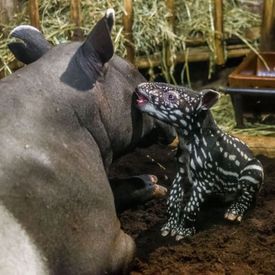 Matka a mládě, tapíři čabrakoví, Zoo Praha.