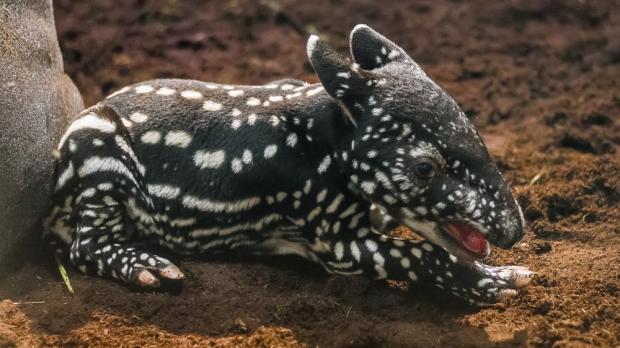 Mládě tapíra čabrakového, Zoo Praha.