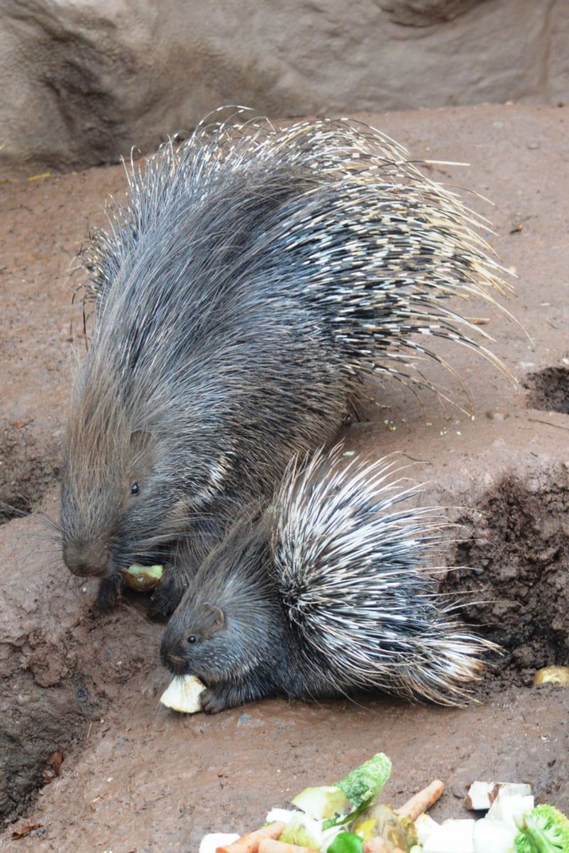 Samice a mládě dikobraza srstnatonosého v plzeňské zoo. Samice a mládě dikobraza srstnatonosého v plzeňské zoo.