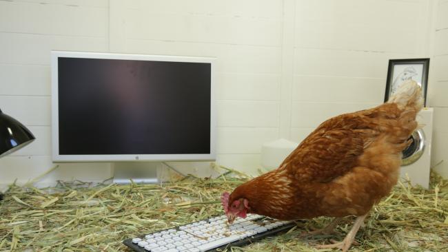 Slepice jménem Betty musí napsat anglické slovo do konce října.