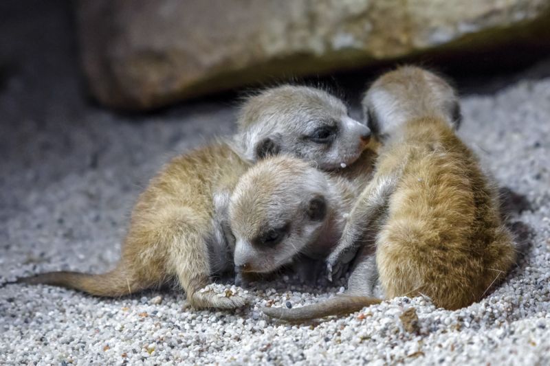 Surikatí trojčátka se v pražské zoo narodila 7. října. Surikatí trojčátka se v pražské zoo narodila 7. října.