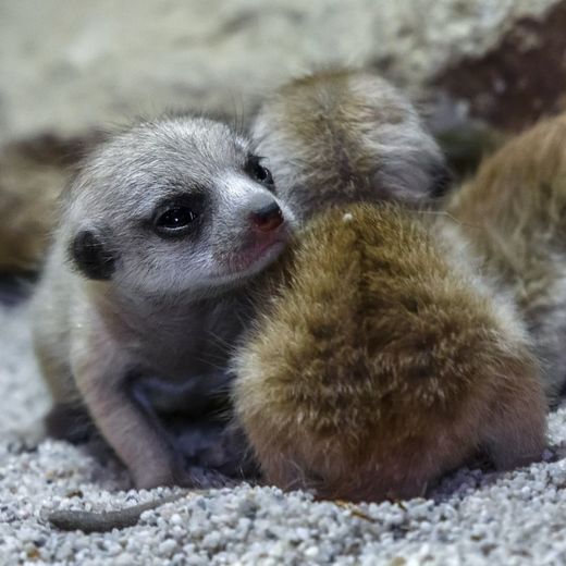 Surikaty patří v pražské zoo mezi neoblíbenější zvířata.