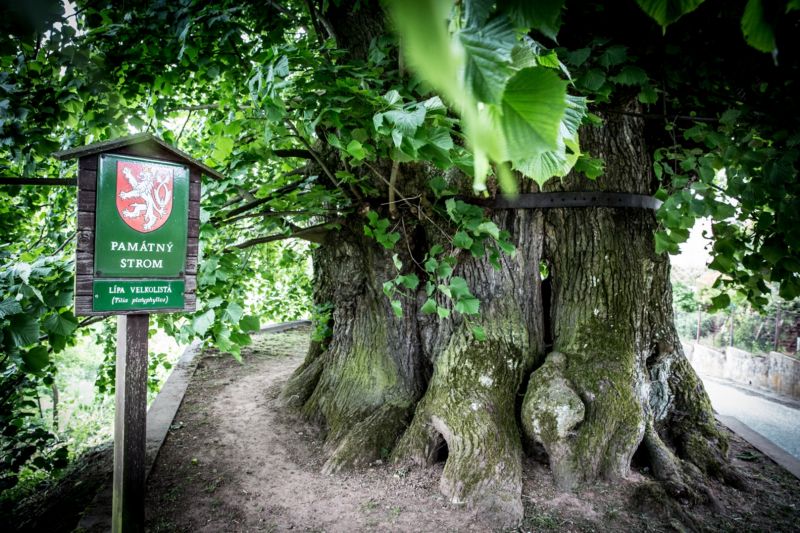 Tatobitská tisíciletá lípa
Stáří stromu: 650 let
Lokalita: Liberecký kraj, Tatobity
Příběh stromu: Památné lípě se přezdívá tisíciletá, přestože se odborníci shodují, že je strom pravděpodobně o několik století mladší. Lípa se objevuje v mnoha povídkách, básních, písních a stala se nedílnou součástí historie Tatobit, což dokazuje i její vyobrazení na obecním znaku a vlajce. Každoročně zde na počest tohoto památného stromu pořádají Slavnost lípy. V 50. letech se však při bouři odlomila polovina stromu a zbylo torzo, které místní řemeslník zpevnil obručemi. Tatobitská tisíciletá lípa
Stáří stromu: 650 let
Lokalita: Liberecký kraj, Tatobity
Příběh stromu: Památné lípě se přezdívá tisíciletá, přestože se odborníci shodují, že je strom pravděpodobně o několik století mladší. Lípa se objevuje v mnoha povídkách, básních, písních a stala se nedílnou součástí historie Tatobit, což dokazuje i její vyobrazení na obecním znaku a vlajce. Každoročně zde na počest tohoto památného stromu pořádají Slavnost lípy. V 50. letech se však při bouři odlomila polovina stromu a zbylo torzo, které místní řemeslník zpevnil obručemi.
