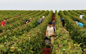 Víno s označením Champagne se může vyrábět pouze ve francouzské oblasti Champagne-Ardenne.