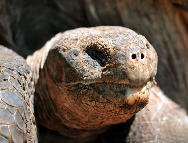 Jde o patnáctý druh obří želvy, který na Galapágách žije (ilustrační foto). Jde o patnáctý druh obří želvy, který na Galapágách žije (ilustrační foto).