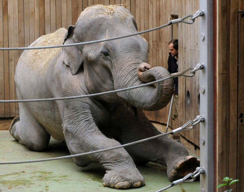 Po ponzultaci se zahraničními kolegy se odborníci z ostravské zoo rozhodli přistoupit k eutanazii.