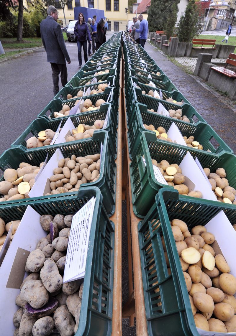 V Havlíčkově Brodě mohli lidé na trhu vidět více než sto padesát druhů brambor. V Havlíčkově Brodě mohli lidé na trhu vidět více než sto padesát druhů brambor.