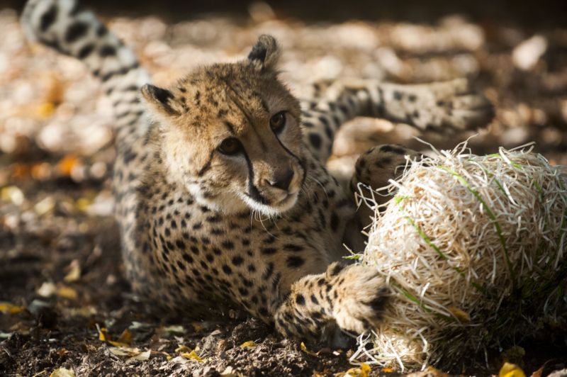 Gepardi královéhradecké zoo.