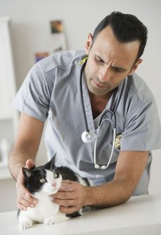 Veterinář zjistil, že má kocour otravu alkoholem.
